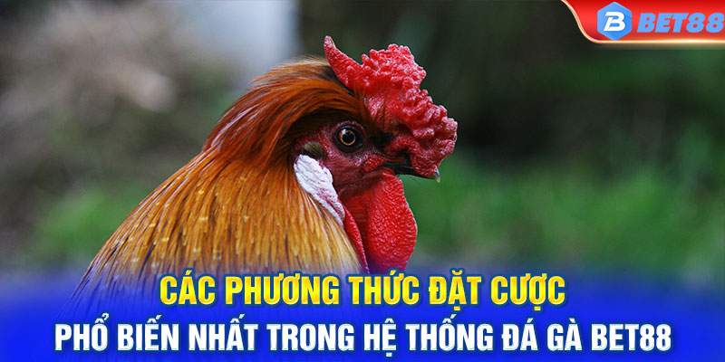 Các phương thức đặt cược phổ biến nhất trong hệ thống đá gà BET88