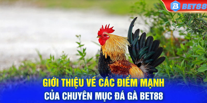 Giới thiệu về các điểm mạnh của chuyên mục đá gà BET88